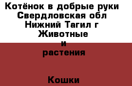Котёнок в добрые руки - Свердловская обл., Нижний Тагил г. Животные и растения » Кошки   